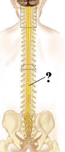 <p><span><span>Identify the indicated structure.</span></span></p>