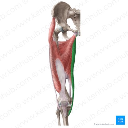 <p>Location:</p><ul><li><p><strong>medial compartment of the thigh</strong></p></li></ul><p></p><p>Function:</p><ul><li><p>adduct the thigh at the hip joint and flex</p></li><li><p>internally rotate the knee</p></li></ul><p></p>