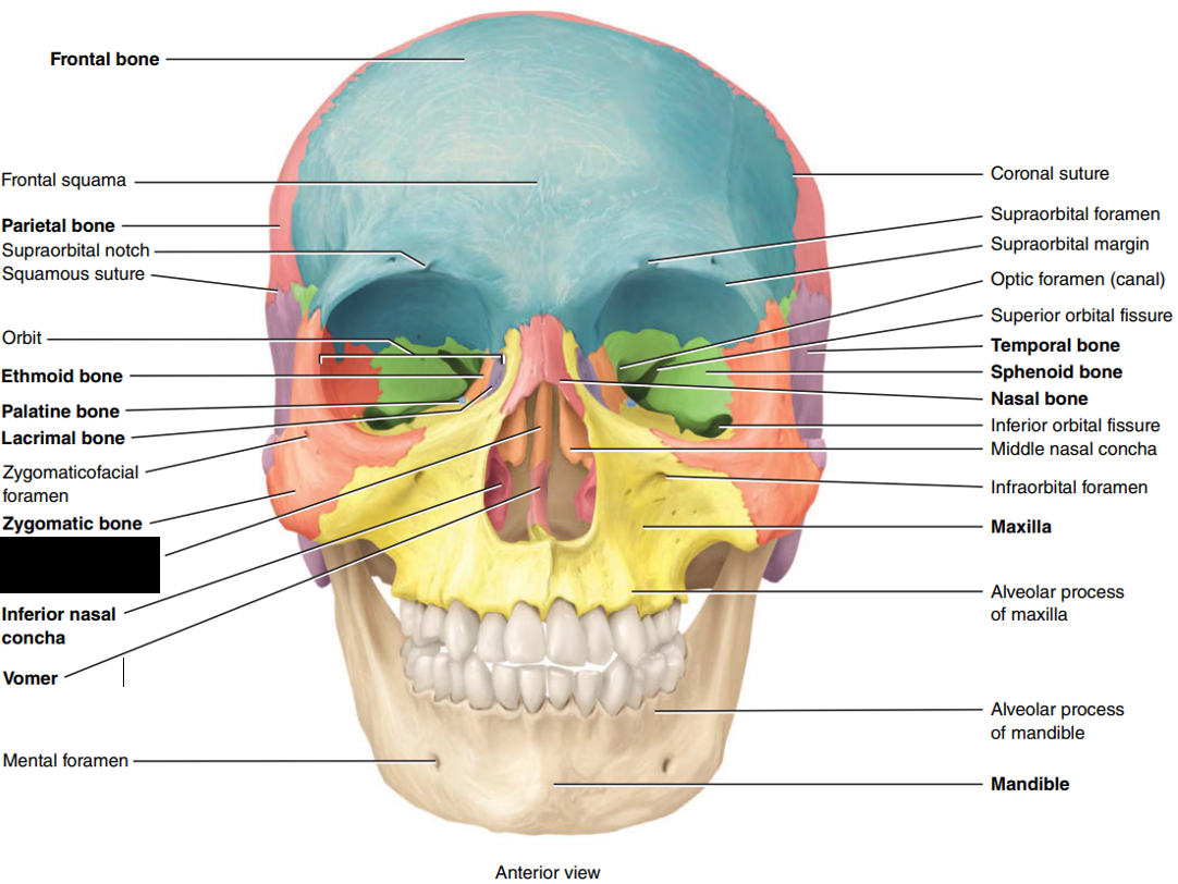 <p>State and identify which part of the cranial bone is being censored.</p>