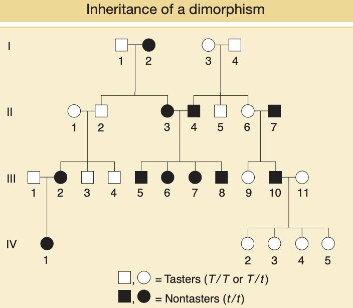 * pedigrees for polymorphisms are diff from rare disorders as polymorphisms are common by definition
* i.e. ability to either taste the chemical PTC (TT. Tt) or not (tt)
* most outsiders marrying in are assumed to be heterzygous (carry at least one copy of recessive allele as it is common)
  * unlike rare disorders, where outsiders are homozygous normal
* even recessive traits may show a vertical pattern of inheritance if the trait is extremely common in population