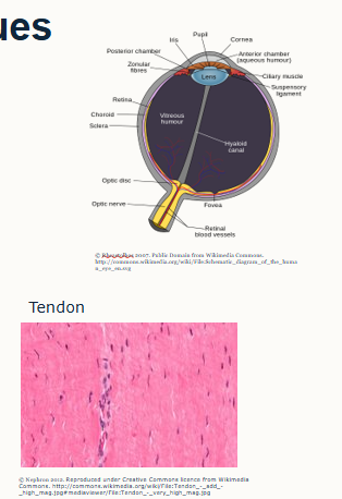 <p>Structure: Matrix composed of collagen and elastin fibres, type 1 collagen, fibre rich (disordered bundles of parallel fibres (sclera, skin, dura matter), parallel ordered bundles (tendon and ligaments). Sparce cellularity</p><p>Function: Tensile strength and stretch resistance.</p><p>Location: tendon, ligament, cornea of eye and arteries</p><p>Compared to LCT: A higher proportion of fibres, fewer cells and less ground substance in extracellular matrix.</p><p>It can be divided into regular and irregular connective tissue (depends on alignment of fibres)</p>