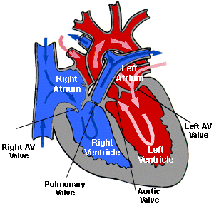 <ul><li><p><strong>Tricuspid</strong> – Between right atrium &amp; right ventricle</p></li><li><p><strong>Mitral (bicuspid)</strong> – Between left atrium &amp; left ventricle</p></li></ul><p></p>