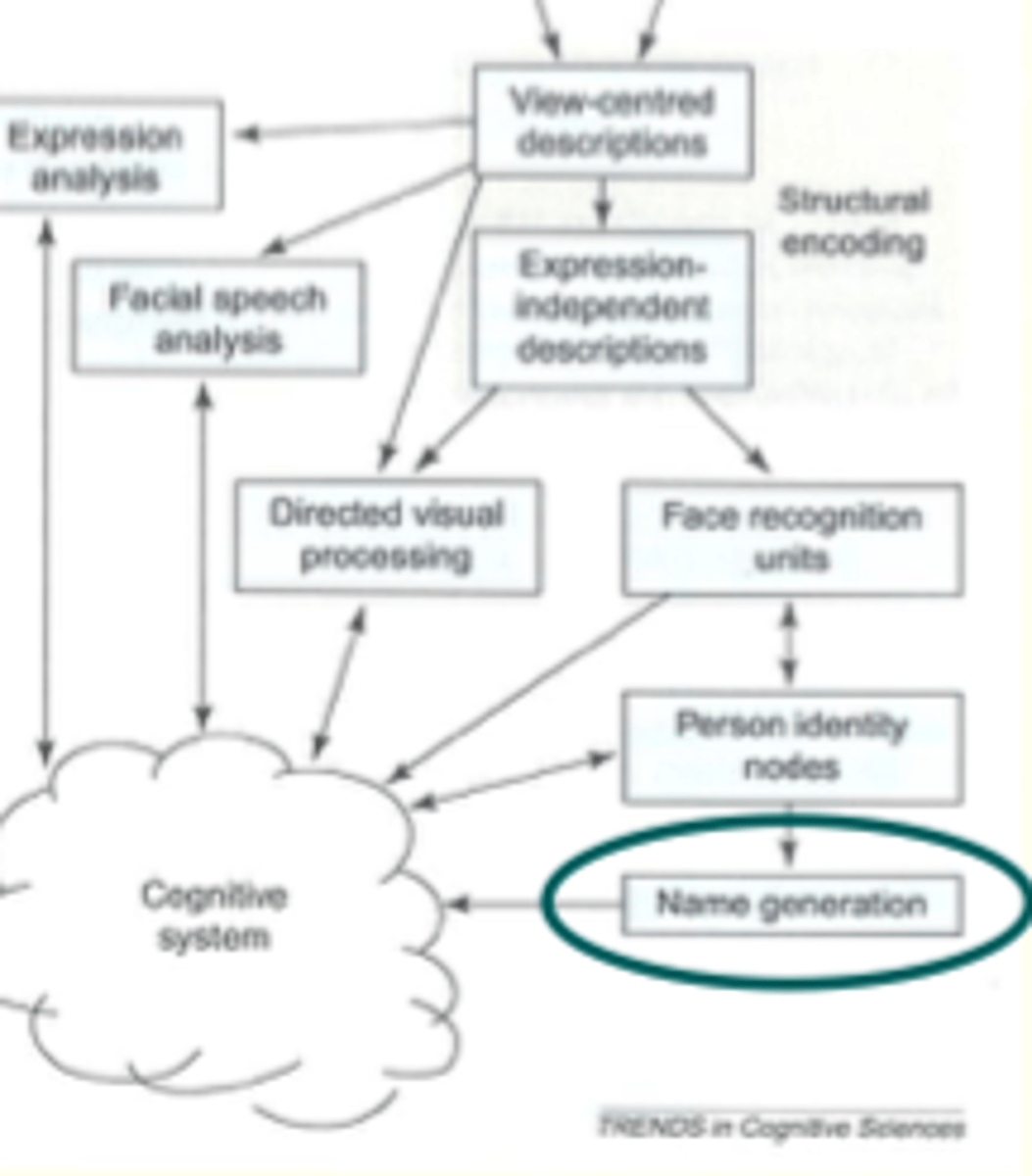 <p>EST- removal of left temporal lobe</p><p>had anomia</p><p>could proc face, rate familiarity, recall semantic info</p><p>could not name the face</p>