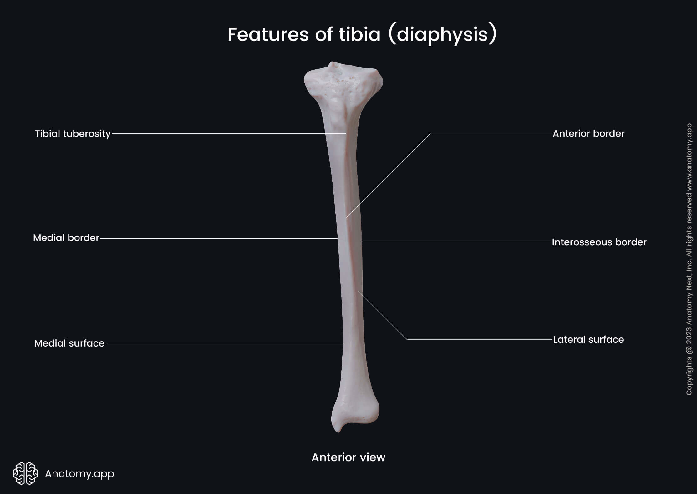 <ul><li><p>thicker of the two bones and attaches to the fibula</p></li><li><p>attaches to the patella, as well as the femur</p></li><li><p>“the front of your leg'“</p></li><li><p>SHIN BONE</p></li></ul><p></p>