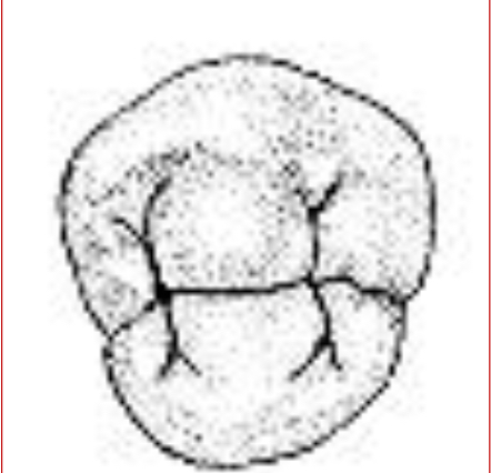 <p>Name the tooth and hi-lighted portions</p>