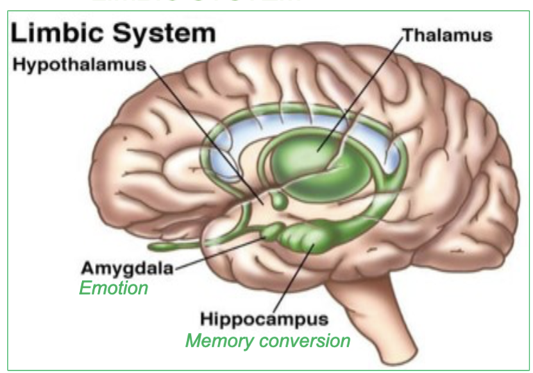 <p><strong>a group of brain structures involved in controling …</strong></p><ul><li><p><strong>emotions &amp; memory</strong></p></li><li><p><strong>Gratification</strong> : sensations of pleasure or reward</p></li><li><p><strong>Aversion</strong>: sensations of fear or sorrow emotion</p></li></ul><p><em>(includes the </em><strong><em>hippocampus</em></strong><em>, </em><strong><em>amygdala</em></strong><em>, </em><strong><em>hypothalamus</em></strong><em>, and </em><strong><em>thalamus</em></strong><em>)</em></p>