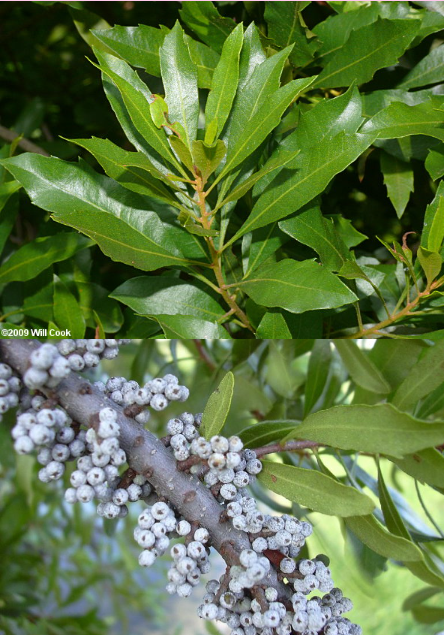 <p>This shrub species provides fruits but no seeds</p><p>True and False</p>