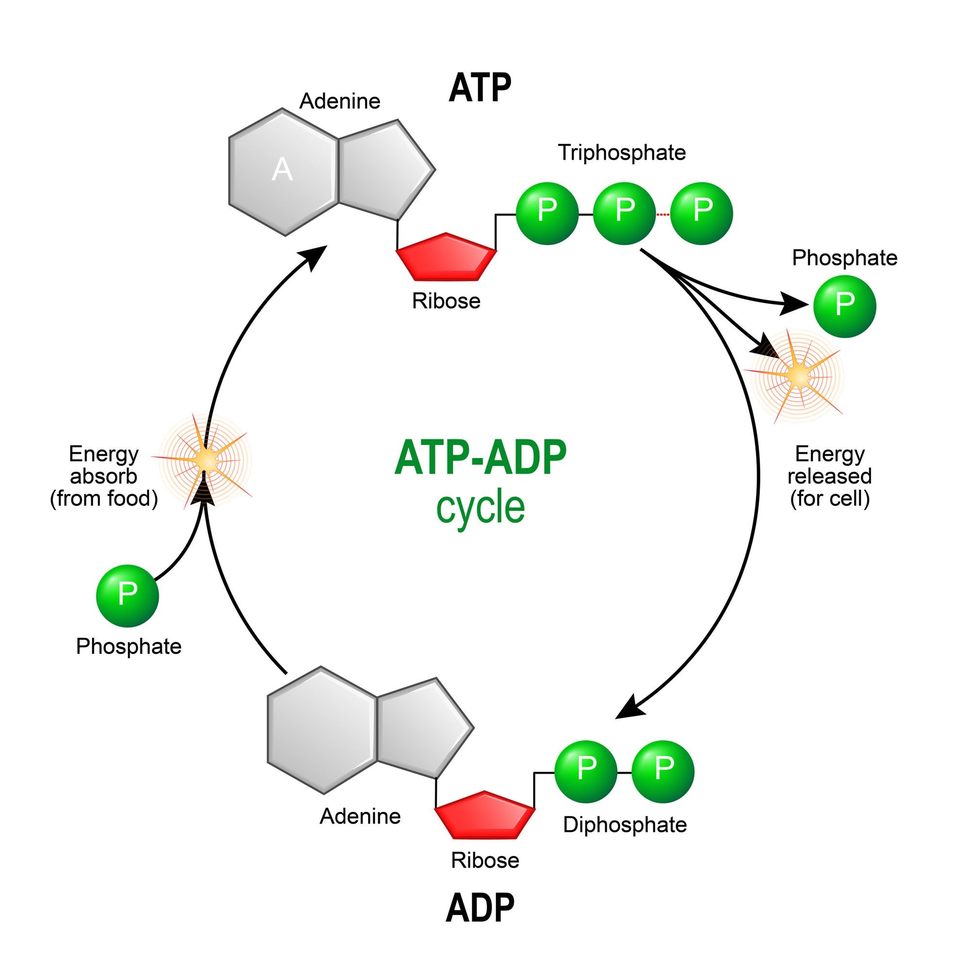 <ol><li><p>Phosphate molecule is broken from ATP to produce energy for cells, leaving ADP molecule. This reaction is exergonic.</p></li><li><p>Energy from the breaking down of complex molecules is used along with a phosphate molecule to convert ADP back to ATP. This reaction is endergonic.</p></li></ol><p></p>