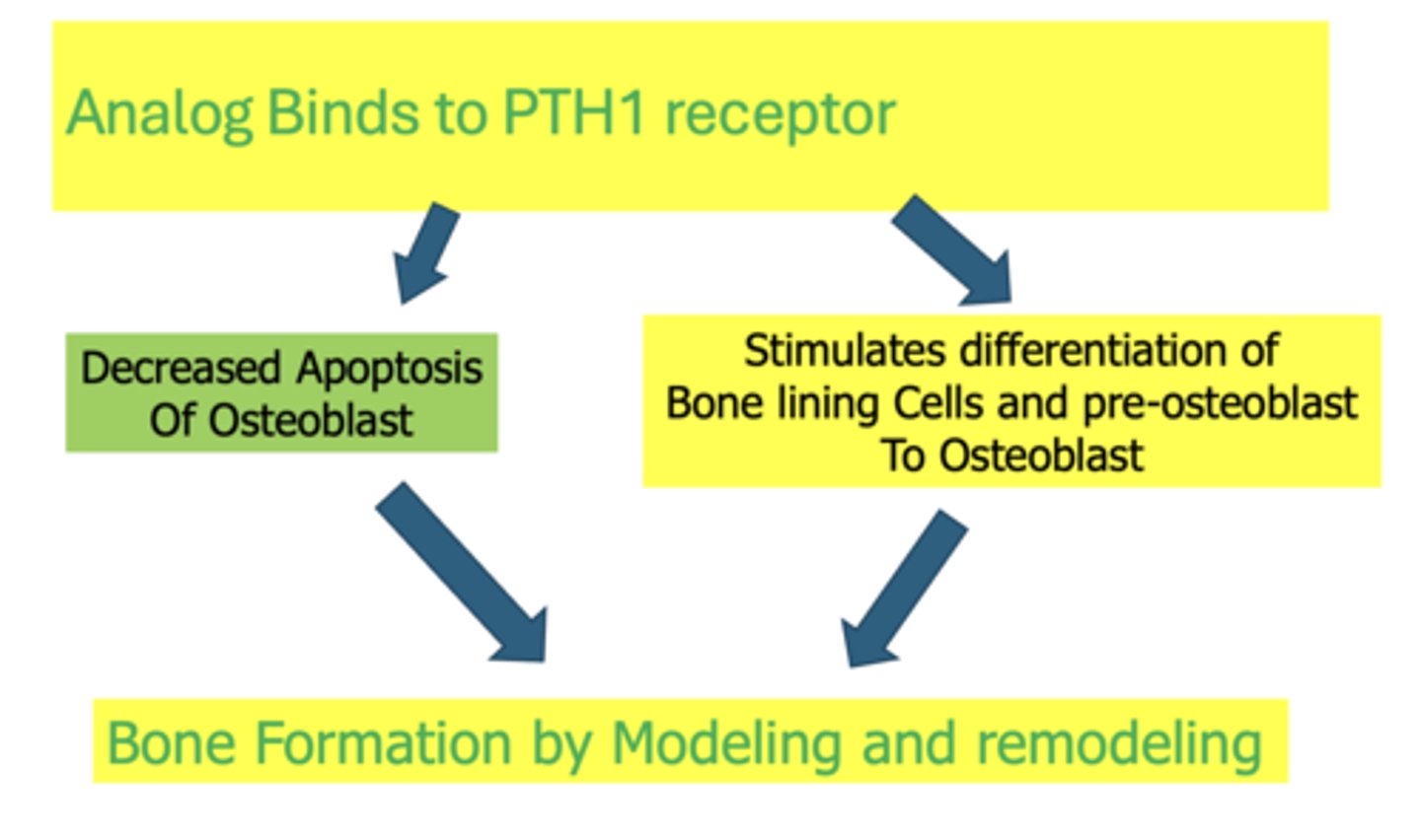 <p>Bone formation by modeling and remodeling</p>