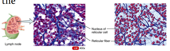 <ul><li><p>Loose Connective Tissues</p></li><li><p>is a network of interlacing reticular fibers and cells.</p></li><li><p>It forms a scaffolding used by cells of lymphoid tissues such as the spleen and lymph nodes.</p></li></ul><p></p>