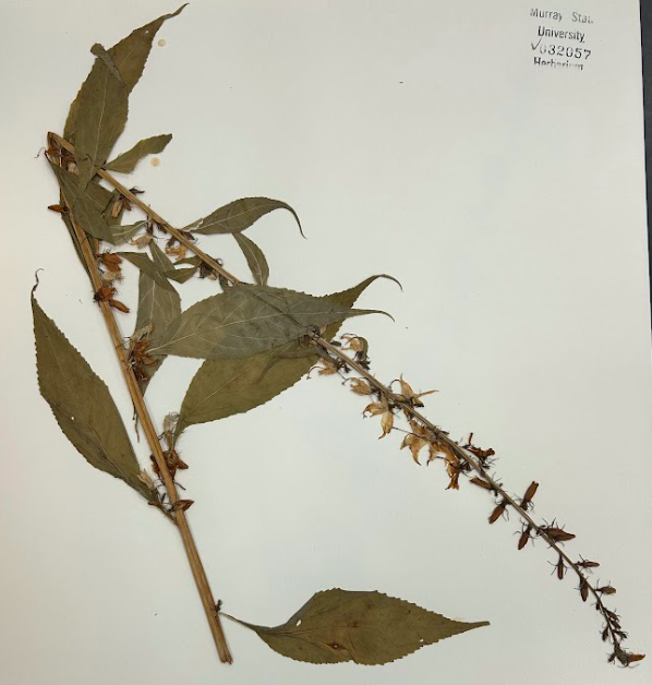 <p>Family + Genus</p>