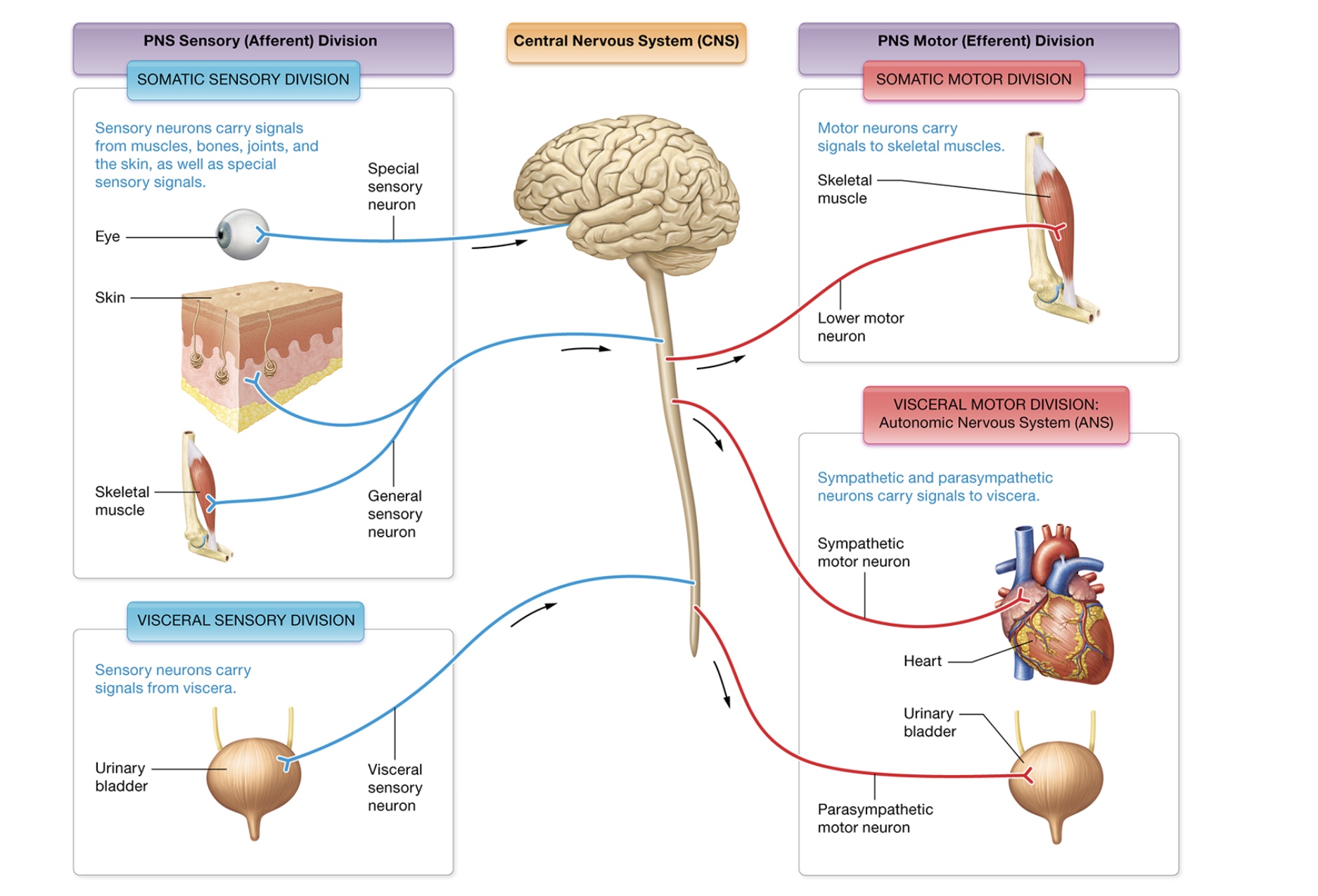 <p>Peripheral nervous system</p>