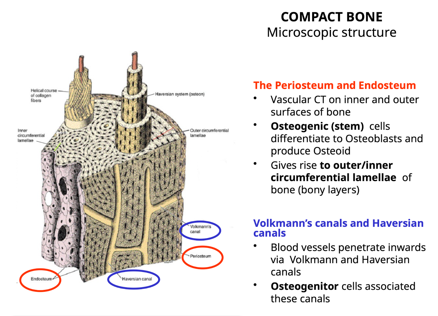 <p><strong>The Periosteum and Endosteum</strong></p><p>• <strong><mark data-color="rgba(0, 0, 0, 0)" style="background-color: rgba(0, 0, 0, 0); color: inherit;">The periosteum </mark></strong><mark data-color="rgba(0, 0, 0, 0)" style="background-color: rgba(0, 0, 0, 0); color: inherit;">is a membrane covering the outer surface of bones, providing nerves and blood supply and containing cells for bone growth and repair.</mark> <mark data-color="rgba(0, 0, 0, 0)" style="background-color: rgba(0, 0, 0, 0); color: inherit;">In contrast, the </mark><strong><mark data-color="rgba(0, 0, 0, 0)" style="background-color: rgba(0, 0, 0, 0); color: inherit;">endosteum</mark></strong><mark data-color="rgba(0, 0, 0, 0)" style="background-color: rgba(0, 0, 0, 0); color: inherit;"> is a membrane that lines the inner surfaces of bones, such as the medullary cavity and spongy bone spaces, also containing bone cells involved in development and remodeling</mark></p><p>•&nbsp; Contain osteogenic (stem) cells differentiate to Osteoblasts and produce Osteoid</p><p>•&nbsp; Gives rise to outer/inner circumferential lamellae of bone (bony layers)</p><p></p><p><strong>Volkmann's canals and Haversian canals</strong></p><p>• Blood vessels penetrate inwards via Volkmann and Haversian canals</p><ul><li><p>Horizontal = volkmann</p></li><li><p>Vertical = haversian</p></li></ul><p>• Osteogenitor cells associated these canals</p>