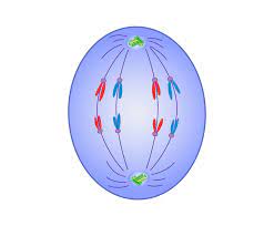 <p>What is this structure (green)? What is its function ?</p>