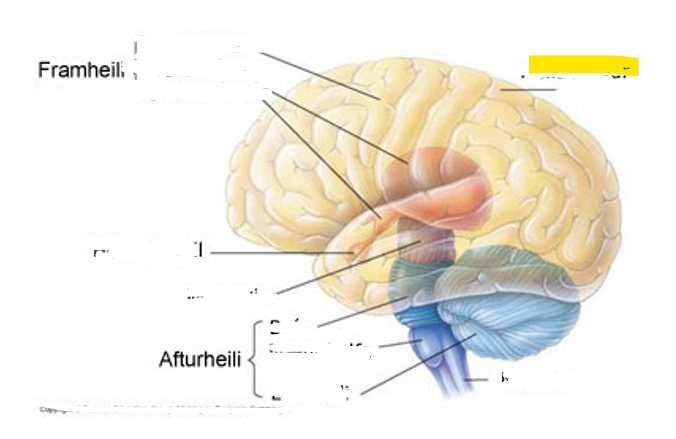 <p>Hvaða hlut i heilans er þetta?</p>