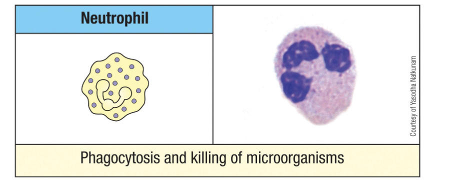 <p>most abundant leukocyte in <u>circulation, </u></p><p>very short lifespan</p><p>first cells recruited to infection sites</p><p>respond to infection by: <u>phagocytosis</u>, release of the granule content</p><p><span>Highly responsive to infection – usually first responders to infection, and respond to inflammatory molecules called <u>chemokines</u> to swarm to sites of infection</span></p><p><span>Increases in circulating PMN (leukocytosis) indicates infection (clinical measurement)</span></p><p></p>