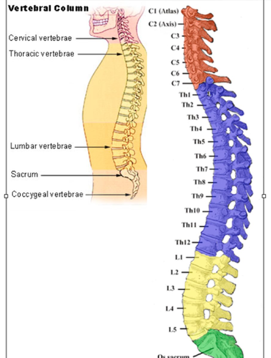 <p>Cervical (7)</p><p>Thoracic (12)</p><p>Lumbar (5)</p><p>Sacrum (1, *5)</p><p>Coccyx (1, *4)</p>