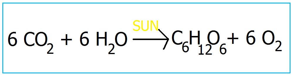 <p>The process that creates glucose using the energy of the sun.</p>