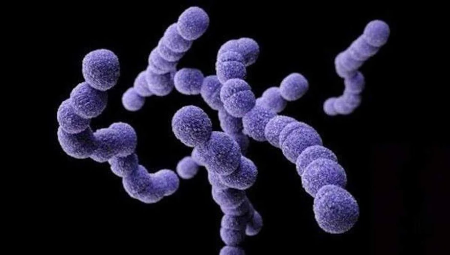 What is this pathogenic bacteria