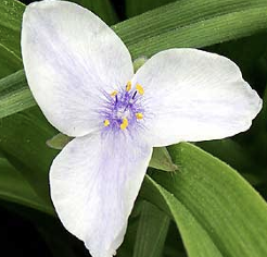 <p>This type of angiosperm have flower parts in multiples of 3…</p>