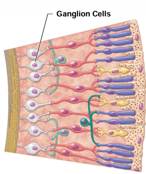 <p>What do axons of ganglion cells form?</p>