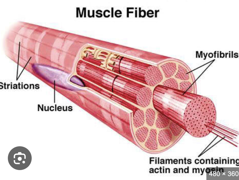 <p>myofibrils </p>