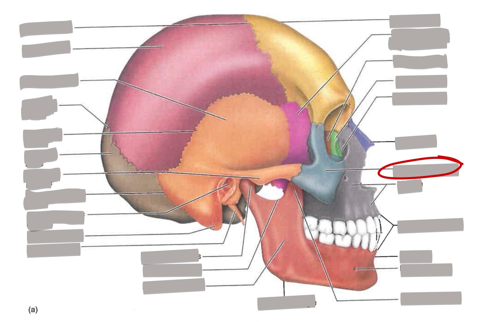 term image