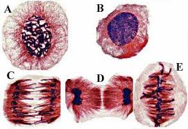 <p>What phase is cell D in?</p>