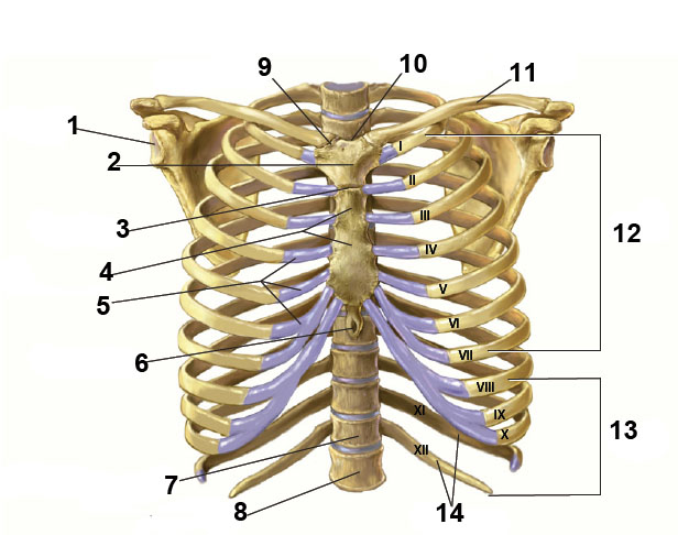 <p>3 (slit)</p>
