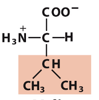 <p>Which amino acid is this?</p>