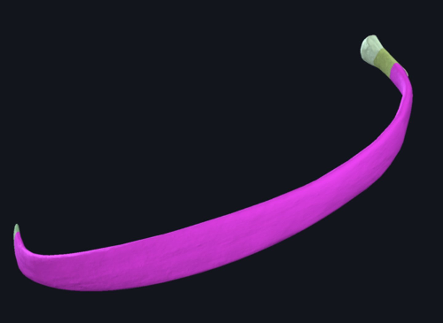 <p>main part of rib</p>