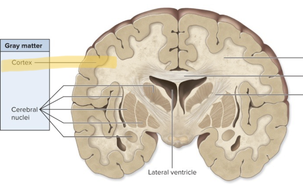 <p>cortex, white</p>