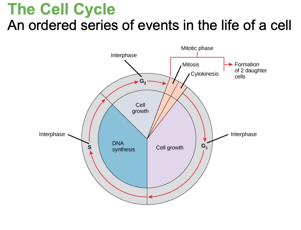 <ul><li><p>an orderly sequence of events that describes the stages of a cell’s life from the division of a single parent cell to the production of two new genetically identical daughter cells.</p></li></ul><p></p>