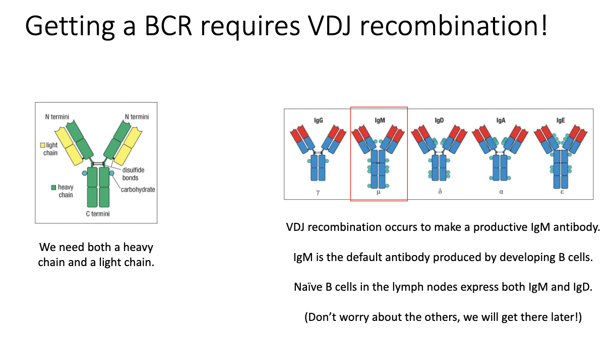 <ul><li><p>BCR/antibody generation uses <strong>VDJ recombination</strong> (like TCRs).</p></li><li><p>Requires rearrangement of <strong>heavy chain</strong> (analogous to TCR β) and <strong>light chain</strong> (analogous to TCR α).</p></li><li><p>Productive recombination yields an <strong>IgM</strong> antibody first.</p></li><li><p>Unique to B cells: they can later make <strong>multiple antibody isotypes</strong>.</p></li><li><p><strong>Naïve B cells co-express IgM and IgD</strong> on their surface—the only stage that expresses both.</p></li></ul><p></p>