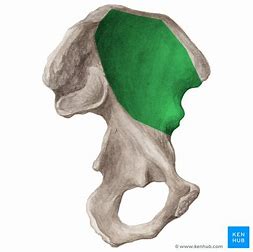 <p>What bone structure is this?</p>