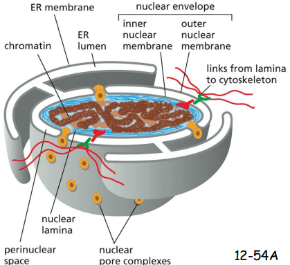 <p>The lumen of the ER is continuous with the space between the inner and outer nuclear membranes, and the space is topologically equivalent to the extracellular space</p>