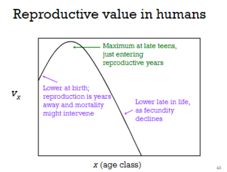 <p>expected number</p><p>of future daughters left to an individual of</p><p>age x</p>