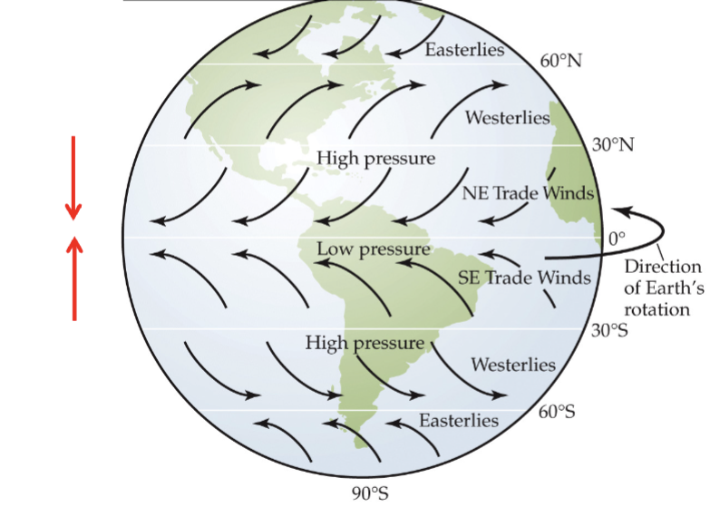<p>Wind flows from__________________ , which are created between the cells</p>