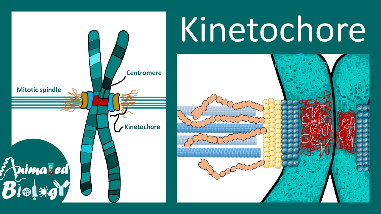 <p>a protein on the centromere that lets spindle fibers attach</p>
