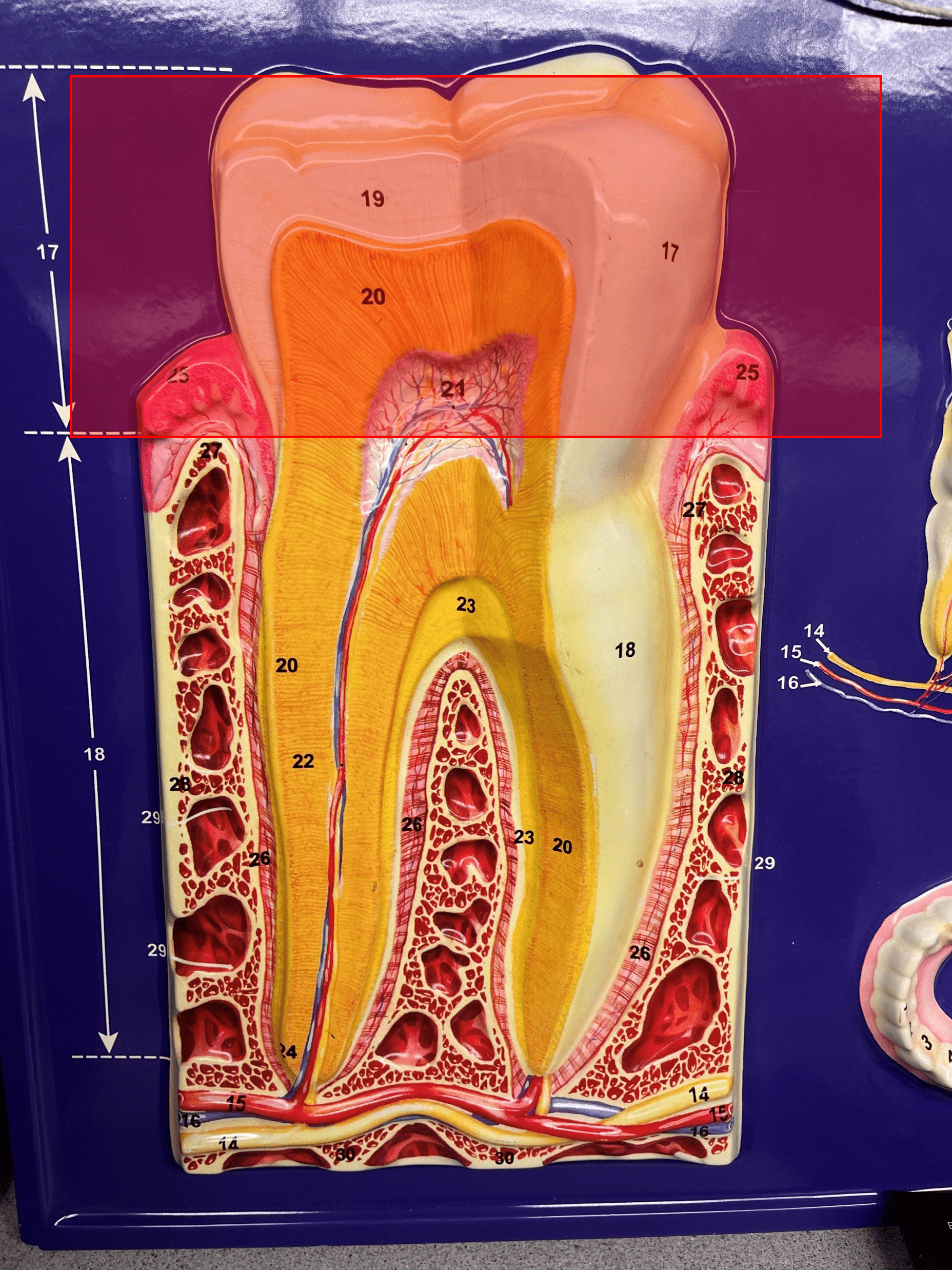 • A region of the tooth.

• The area of the tooth visible above the gum line.