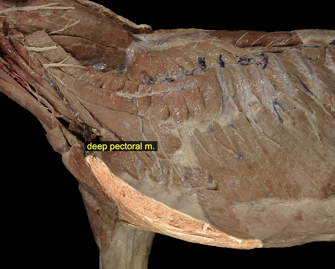 <p>O: Sternum and median raphe<br>I: Lesser and greater tubercles of humerus, medial brachial fascia</p><p>N: Caudal pectoral nn. (C8, T1)<br>A: Draw limb caudad, extend shoulder (can flex shoulder when limb not weight-bearing)</p>