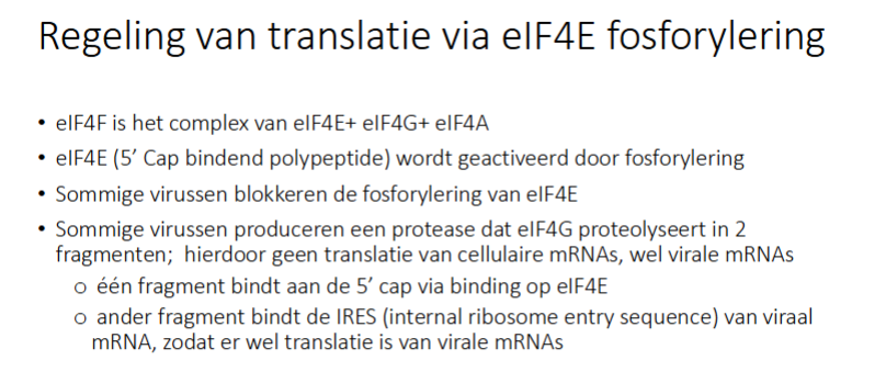 <p>Sommige virussen produceren een protease dat eIF4G proteolyseert in 2 stukken (hierdoor geen translatie van cellulaire mRNAs en wel van virale mRNAs)</p><ul><li><p>1 fragment bindt aan 5’ cap via binding op eIF4E</p></li><li><p>ander fragment vindt op IRES (international ribosome entry sequence) van viraal  mRNA, zodat er wel translatie is van virale mRNA en cellulaire</p></li></ul><p></p>