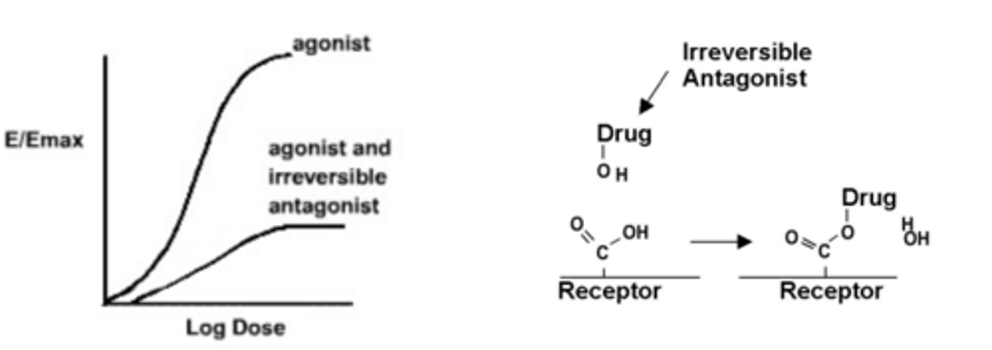 <p>- chemically reactive compound, covalently binds with receptor </p><p>- receptor is irreversibly inactivated, blockade cannot be overcome with increasing agonist conc. </p>