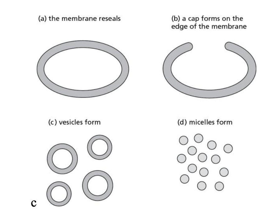 <p>Membranes undergo spontaneous rearrangement if torn. Which of the following would happen if a cell membrane had a <em>large</em> tear?</p>