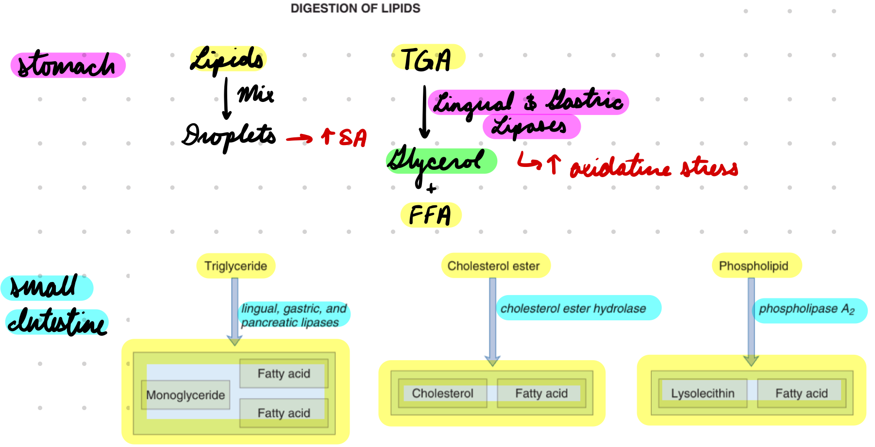 <p>Mix lipids into droplets = Increase SA for enzymes</p><p>Lipases hydrolyze TGA → Glycerol + FFA</p><ul><li><p>Increased oxidative stress</p></li></ul><p></p>