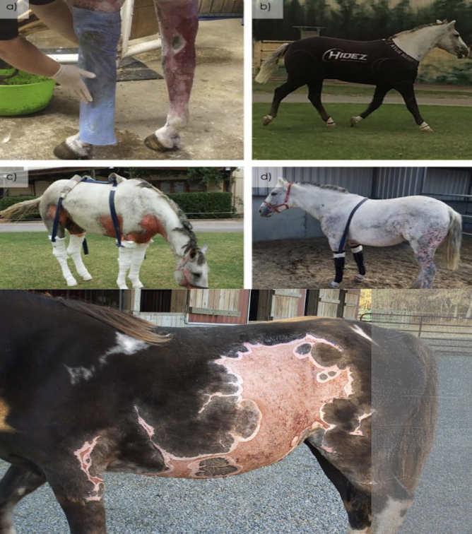 <p>Move horse to safety, cool area with water, give analgesics and IV fluids. Leave eschar intact, gently clean surrounding skin, apply occlusive dressing (honey or silver sulfadiazine), bandage lightly, and repeat as needed</p>