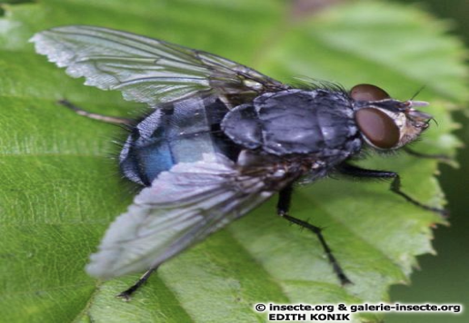 <p>what kind of fly</p>