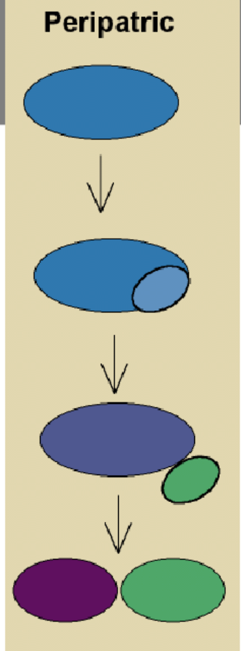 <p>peripatric speciation </p>