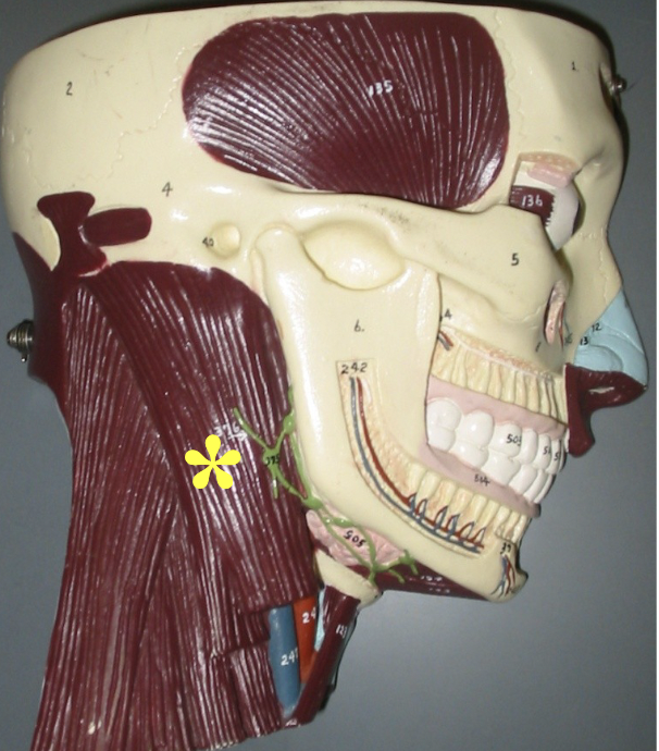 <p>Actions: Both flex head; each one turns head to opposite side</p><p>Insertion: Mastoid process</p>