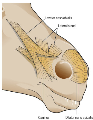 <ol><li><p><strong>musculus dilatator naris apicalis</strong> (seen)</p></li><li><p><strong>m. dilatator naris medilalis</strong> (ru?)</p></li></ol><p>new.</p>